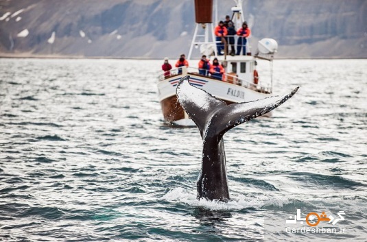 ۴ جاذبه گردشگری برتر در ایسلند+ عکس