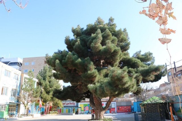 درختی با قدمت ۱۳۰ سال در دل یکی از مدارس بجنورد