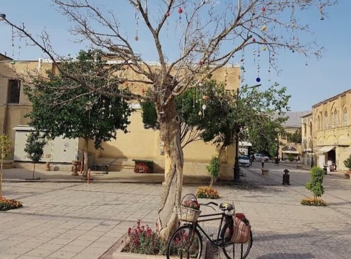 قطع درختی که تبدیل به جاذبه گردشگری شده بود/ شهرداری شیراز: خشک شده بود!