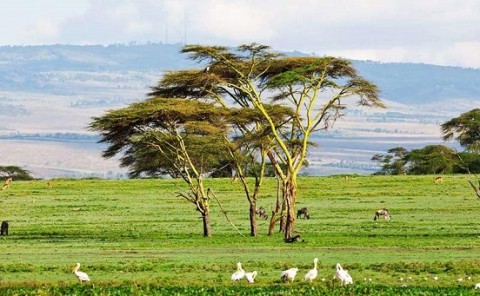 دریاچه نایواشا، بهشتی برای طبیعت گردان در قلب کنیا+ عکس