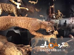 مجموعه ای منحصر به فرد از حیوانات آسیای جنوب شرقی در موزه سنگاپور + تصاویر
