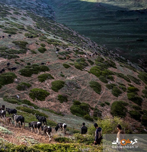 «سیاه گالش» نماد حافظ زیست بوم کوهستان های گیلان