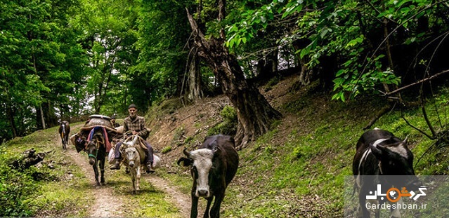 «سیاه گالش» نماد حافظ زیست بوم کوهستان های گیلان