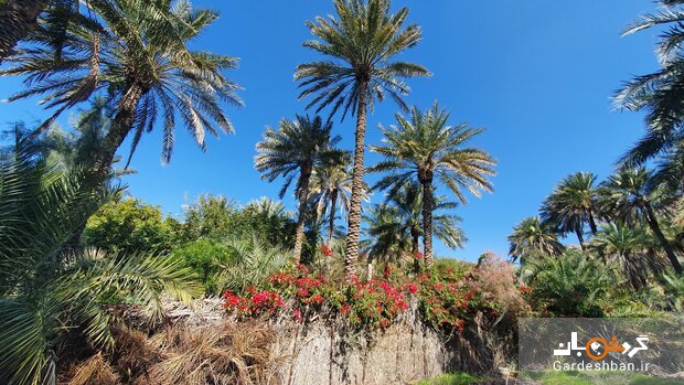 روستای همیشه بهار؛ ۱۰ دقیقه‌ تا اولین هتل کپری جهان