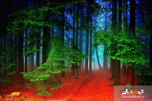 جنگل سیاه آلمان؛ جاذبه گردشگری وحشتناک که نباید دید!+عکس