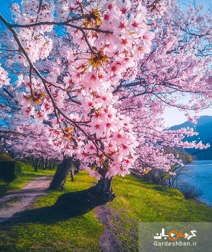 تصاویری اعجاب انگیز از فرا رسیدن بهار در ژاپن