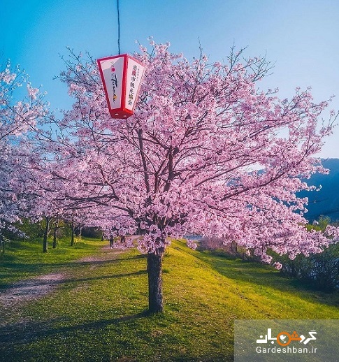 تصاویری اعجاب انگیز از فرا رسیدن بهار در ژاپن
