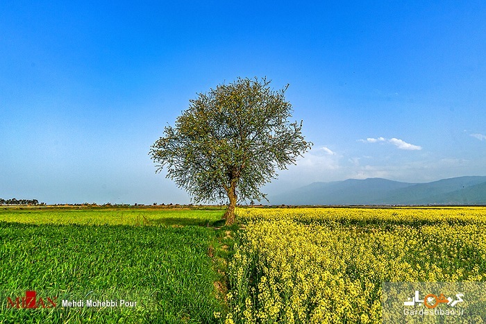 مزارع کلزا در مازندران +تصاویر
