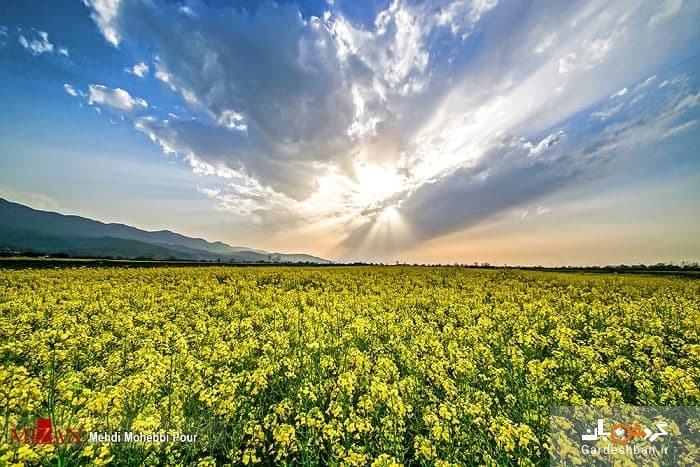 مزارع کلزا در مازندران +تصاویر
