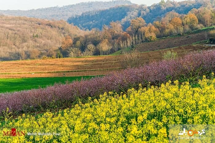 مزارع کلزا در مازندران +تصاویر