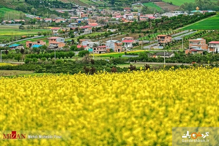مزارع کلزا در مازندران +تصاویر