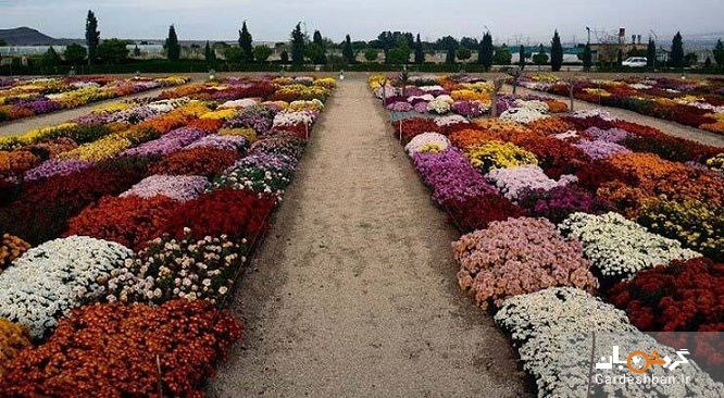 سفری پر از رنگ و زیبایی به بهشت افسانه‌ای ایران/ زیبایی‌های هلند را در کشور خودمان ببینیم