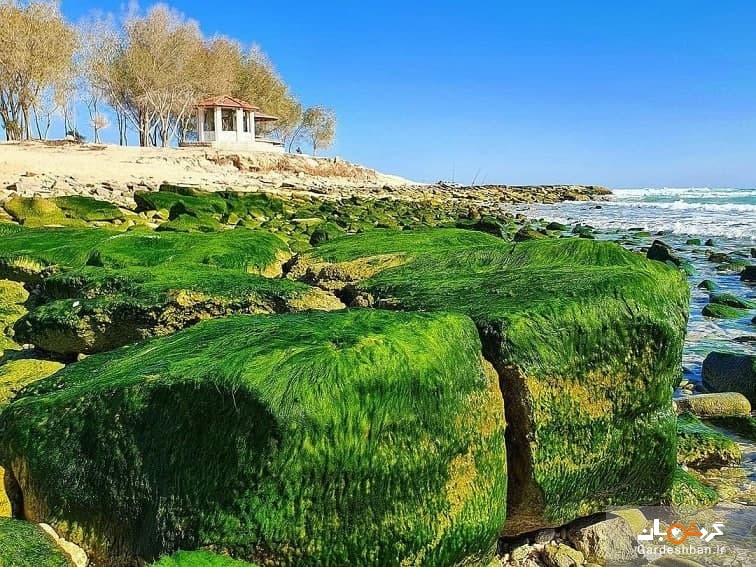 رشد جلبک‌های سبز در سواحل دریا +تصاویر