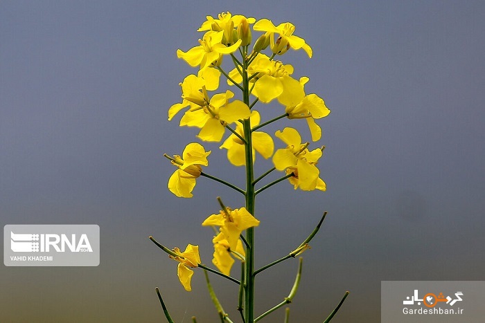 مزارع زیبای گلزا در خراسان شمالی +تصاویر