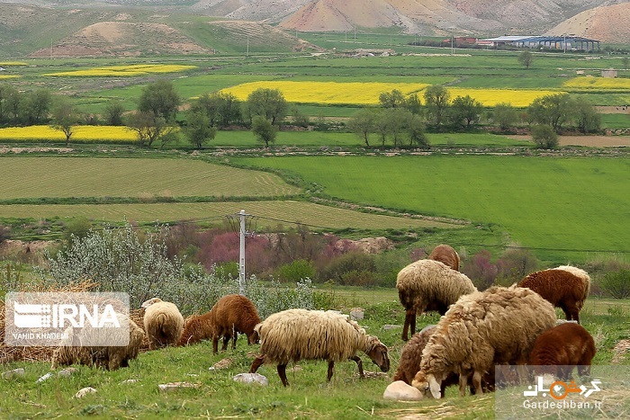 مزارع زیبای گلزا در خراسان شمالی +تصاویر
