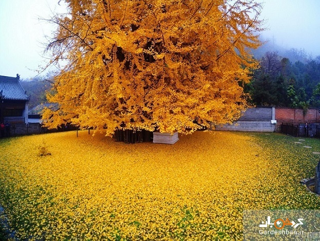 زیبایی حیرت انگیز درخت طلایی با ۱۴۰۰ سال قدمت در چین + تصاویر