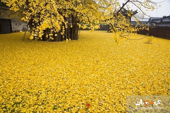 زیبایی حیرت انگیز درخت طلایی با ۱۴۰۰ سال قدمت در چین + تصاویر