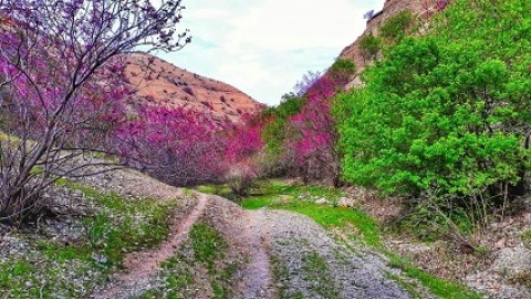 دره ارغوان، یکی از مهم‌ترین مناطق گردشگری مشهد و منطقه توریستی طرقبه+ عکس